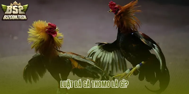 luat-da-ga-thomo-la-gi